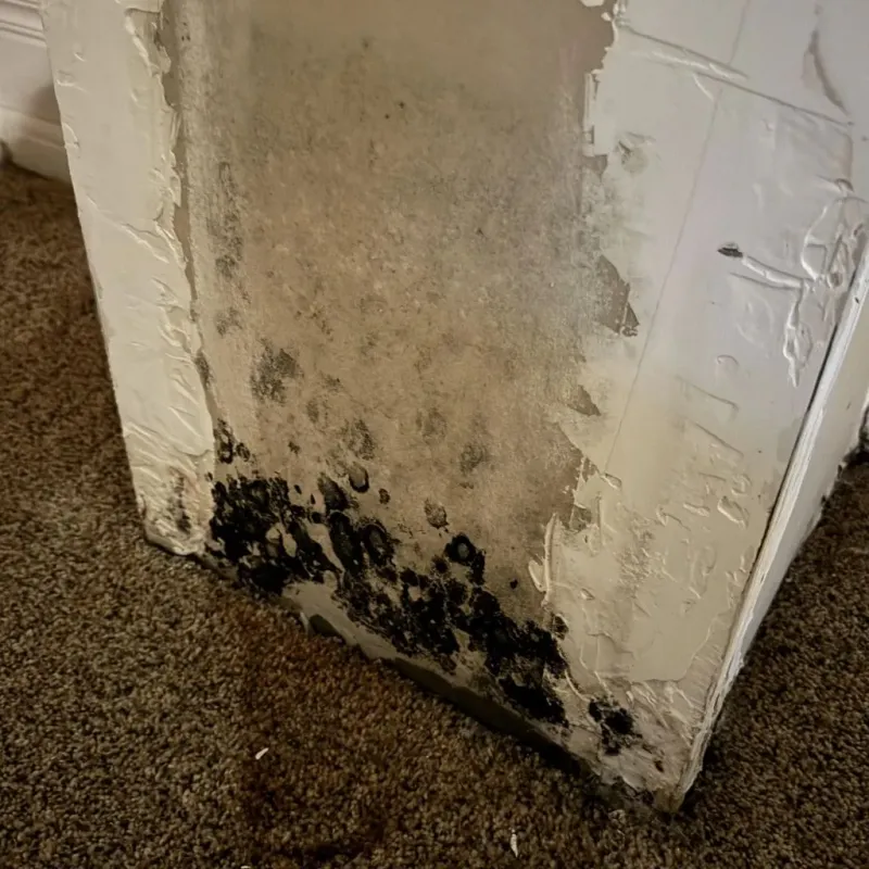 Professional Mold Removal in Flora, IL